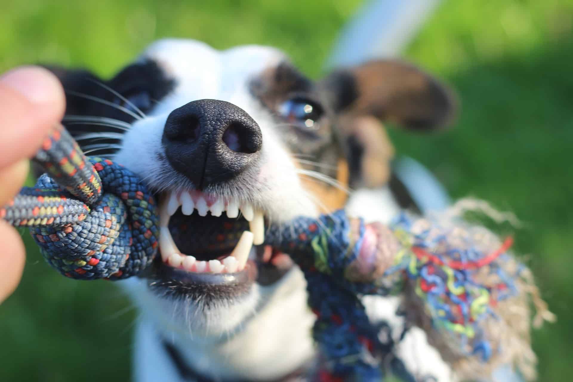 Control dental para perros