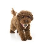 Fuzzyard Arnes Para Perro Go Nuts - Imagen 5