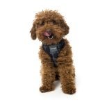 Fuzzyard Arnes Para Perro Yeezy - Imagen 4
