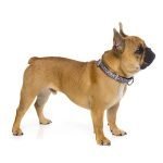 Fuzzyard Collar Para Perro Rad - Imagen 2