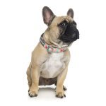 Fuzzyard Collar Para Perro The Hive - Imagen 2
