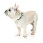Fuzzyard Collar Para Perro Tucson - Imagen 3