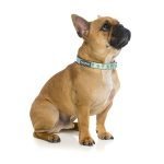 Fuzzyard Collar Para Perro Tucson - Imagen 2