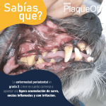 Plaqueoff Polvo Para Perros 40 Gr - Imagen 6