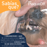 Plaqueoff Polvo Para Perros 40 Gr - Imagen 8