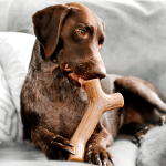 Benebone Stick Bacon - S - Imagen 5