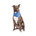 Gfpet Bandana Refrescante - Imagen 4