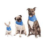 Gfpet Bandana Refrescante - Imagen 3