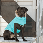 Parka para perros Winter Sailor Aqua GfPet - Xs - Imagen 7