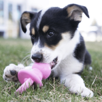 KONG PUPPY BINKIE M - CELESTE - Imagen 3
