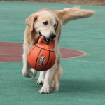 Gigwi Jumball Pelota De Basketball Con Mango - Imagen 4