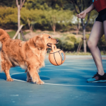 Gigwi Jumball Pelota De Basketball Con Mango - Imagen 5