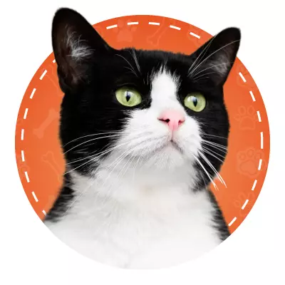 Productos para gatos en BaluStore.cl