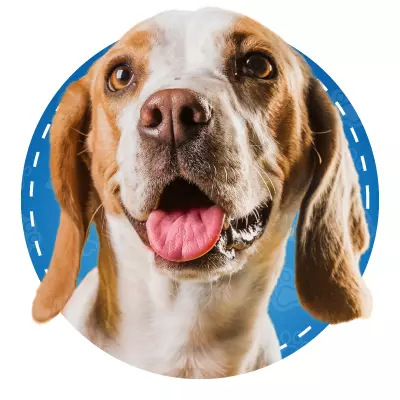 Productos para perros en BaluStore.cl