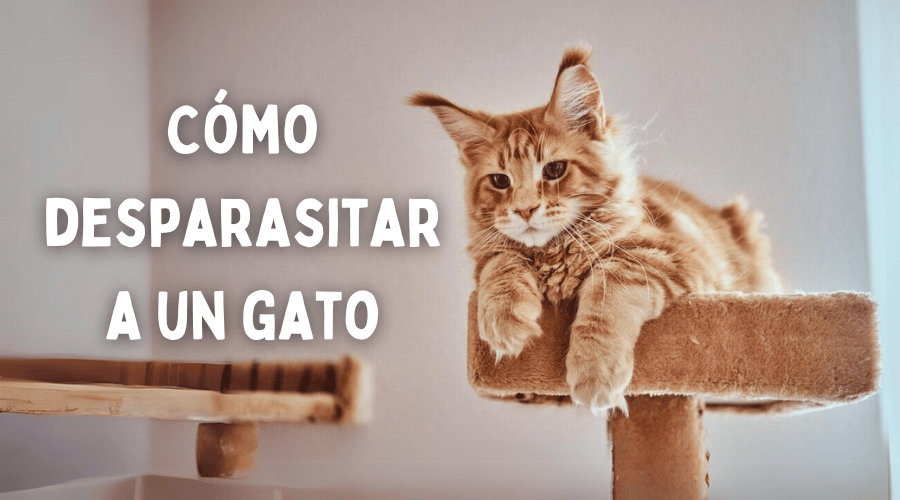 Cómo desparasitar a un gato