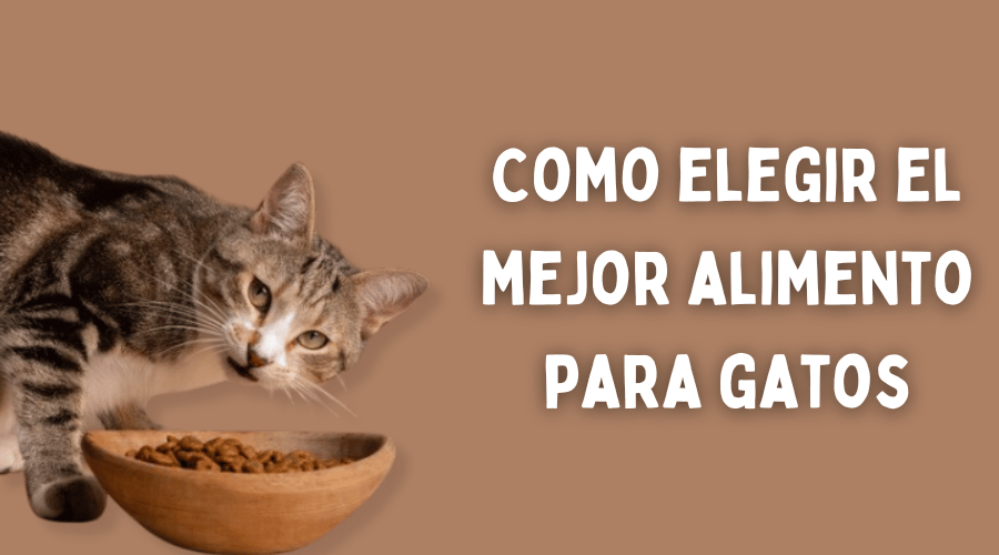 Claves para elegir el alimento adecuado para tu gato
