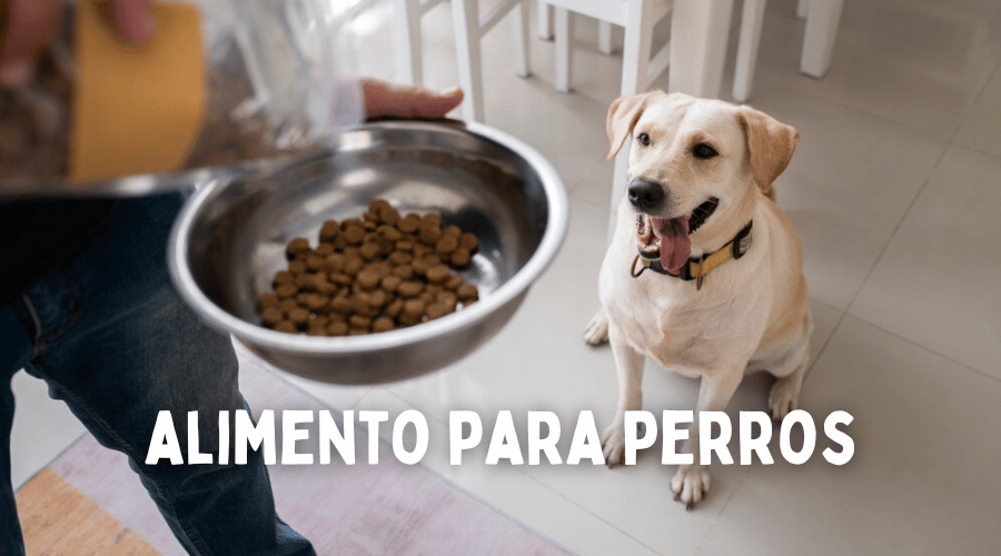 Guía completa para elegir el mejor alimento para perros