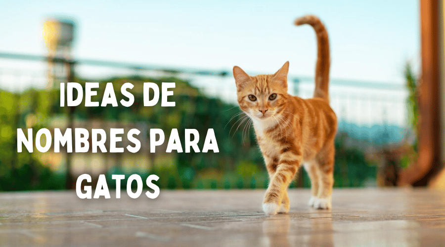 Ideas de nombres para gatos