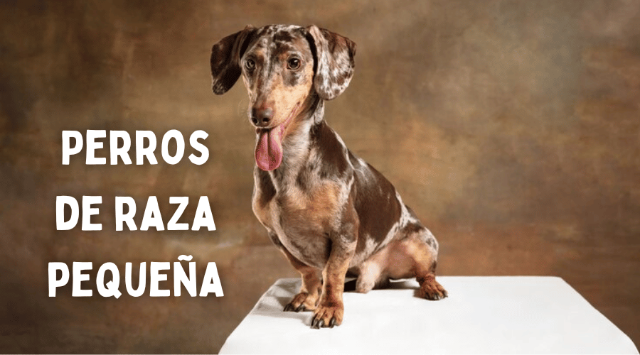Perros de raza pequeña