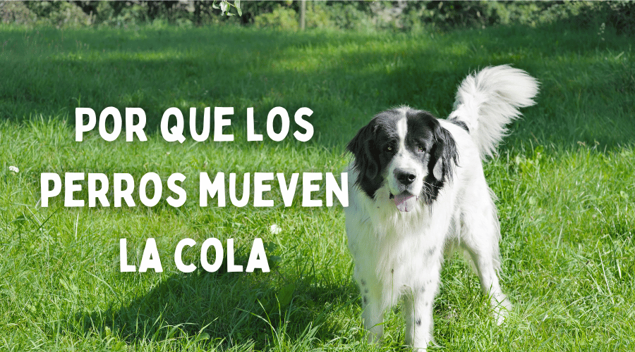 Por que los perros mueven la cola