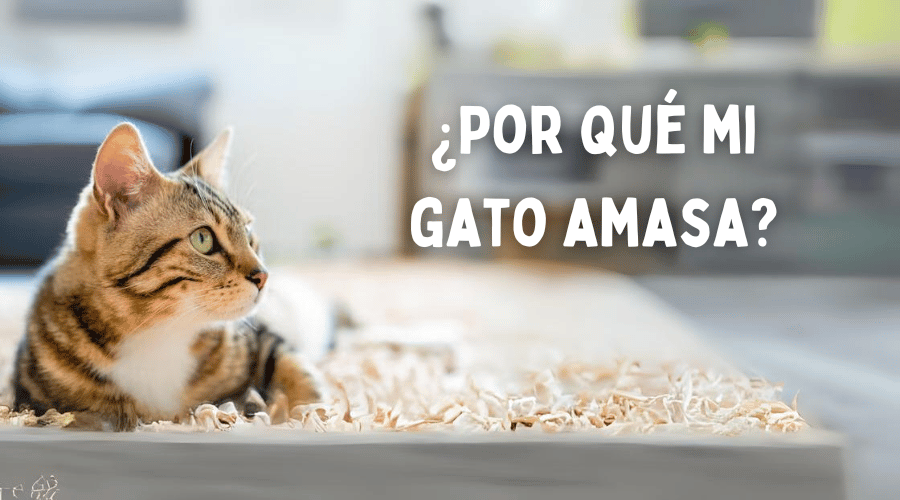 Por qué mi gato amasa