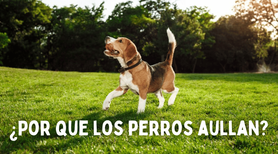 Guía completa para elegir el mejor alimento para perros