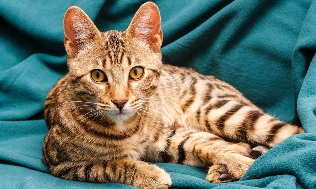 raza de gato Bengalí