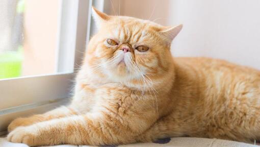 raza de gato Exótico de Pelo Corto usa