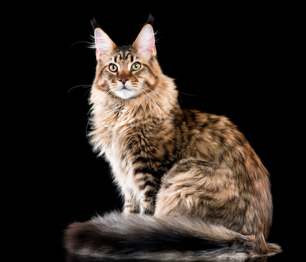 raza de gato Maine Coon