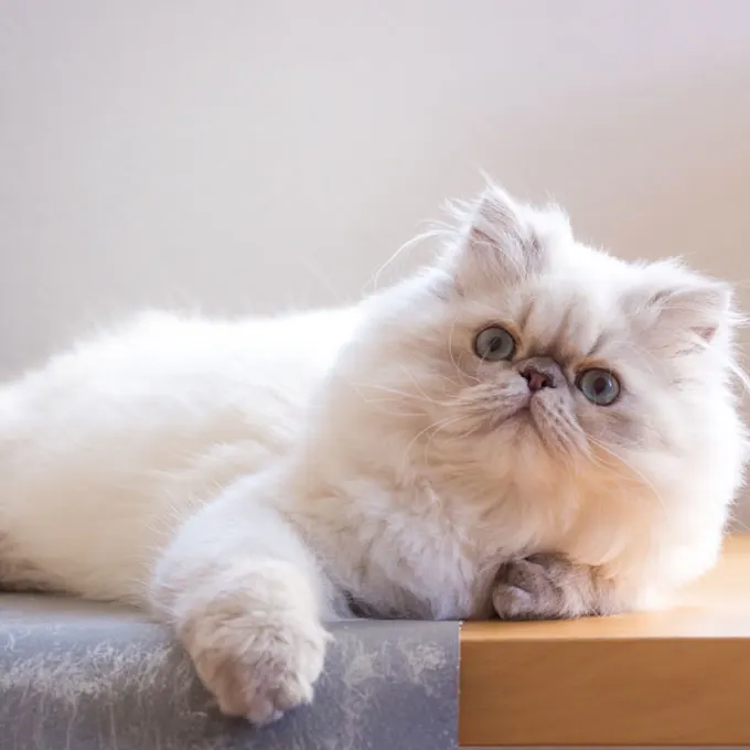 raza de gato Persa
