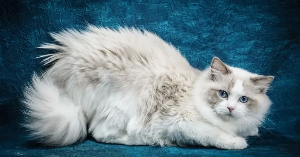 raza de gato Ragdoll