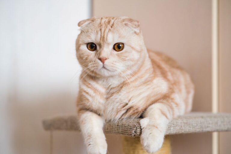 raza de gato Scottish Fold