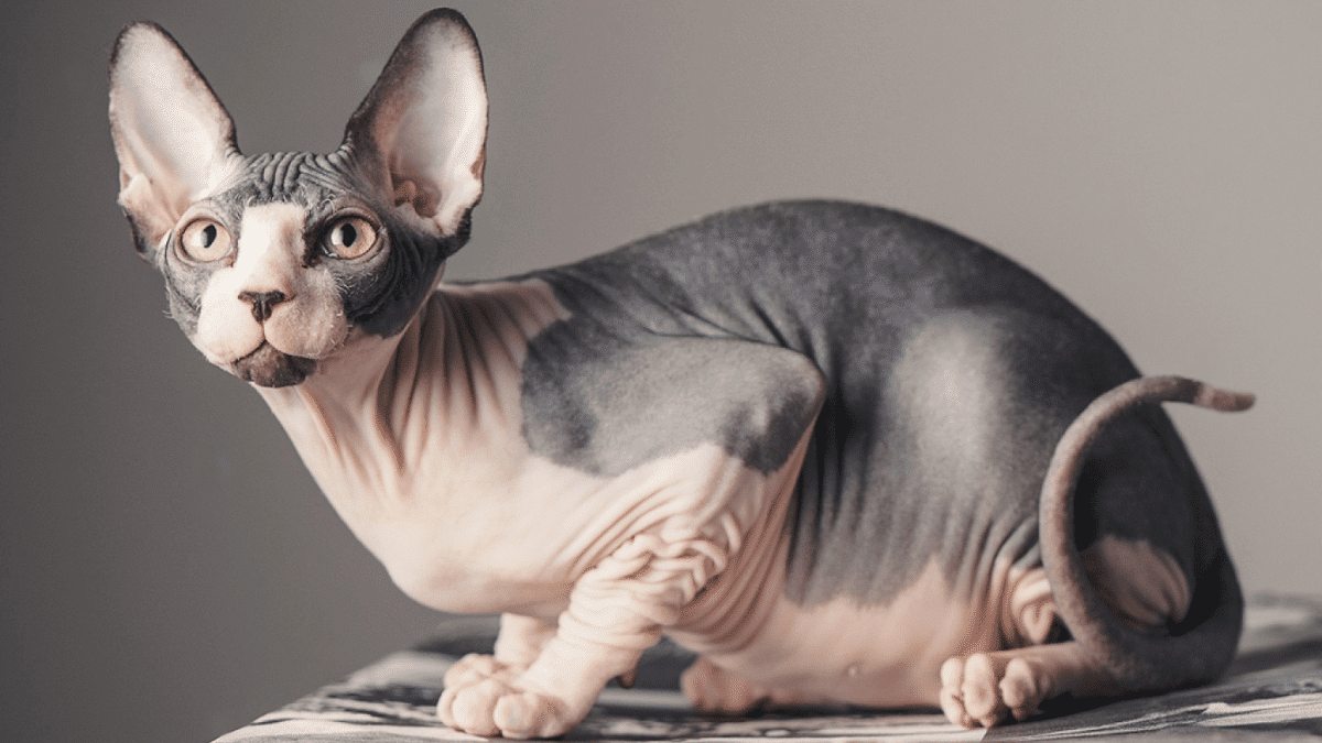 raza de gato Sphynx