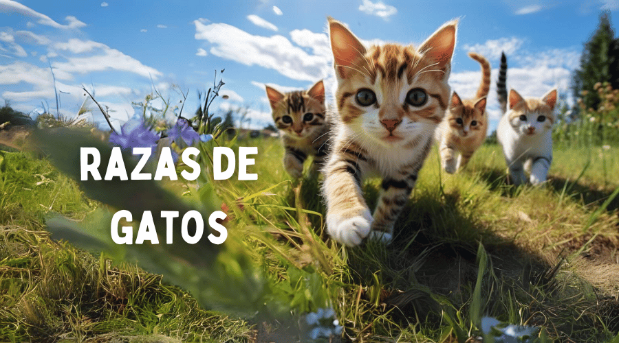 Las 10 razas de gatos más populares del mundo