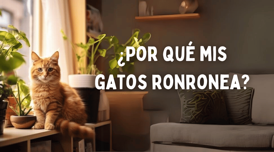 ¿Por qué mis gatos ronronea?
