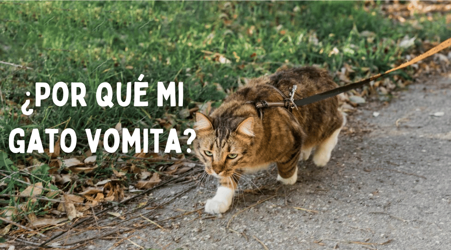 Las 10 causas más comunes de vómitos en gatos